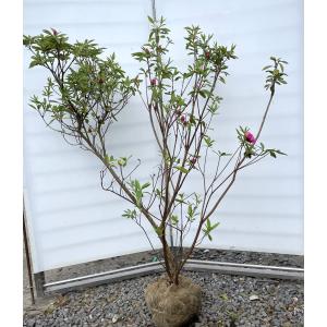 ティーツリー レッドジェム 株立ち 約1.5m 現品発送 特大植木苗木
