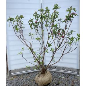 山ツツジ 10本株立ち 約1.7m 現品発送 一点物 豪華株 特大植木苗木