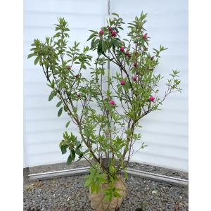 沈丁花 約1m 現品発送 特大株 植木苗木大苗 香木 ジンチョウゲ