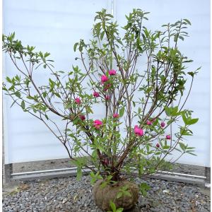 エゾムラサキつつじ 株立ち 約1.4m 現品販売 蝦夷紫ツツジ 特大株