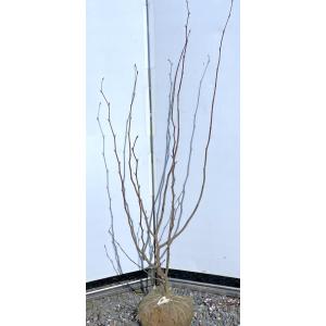 桂 カツラの木 5本株立ち 約2.1m 現品発送 特大株 大苗植木苗木