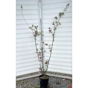 ハナカイドウ 約1.7m 1本株 可愛いピンク花 特大植木苗木 花街道