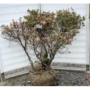 ヤシの木 トウシュロ 約120cm 現品発送 特大株 植木苗木 寒耐性 唐棕梠