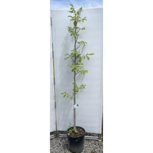鬼クルミの木 約100cm 現品発送 特大植木苗木 大苗 果樹 オニグルミ