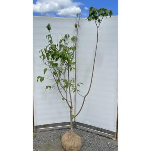 満月ロウバイ 6本株立ち 約1.8m 現品発送 豪華株 超特大株 植木苗木