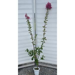 赤花ハナミズキ チェロキーチーフ 約1.8m 1本株 花水木 大株植木苗木