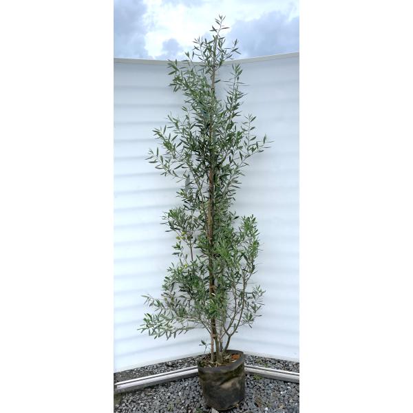 オリーブの木　シプレッシーノ　約2.1m　現品発送　特大植木苗木　チプレッシーノ　常緑樹　送料無料