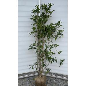 キンモクセイ 約2m 2本セット 特大株 植木苗木大苗 金木犀