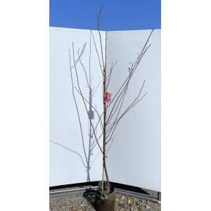 白モクレン 約1.7m 規格販売品 特大株 植木 苗木 大苗 白木蓮