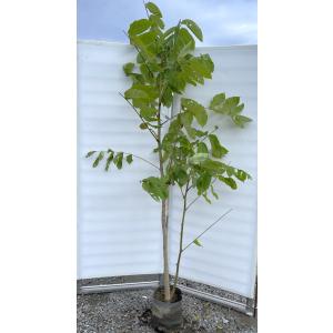 鬼クルミの木 約100cm 現品発送 特大植木苗木 大苗 果樹 オニグルミ