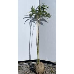 金明孟宗竹 約2.4m 現品発送 超特大株 植木苗木大苗 キンメイ 金明孟宗竹 約2.4m 現品発送 超特大株 植木苗木大苗 キンメイ