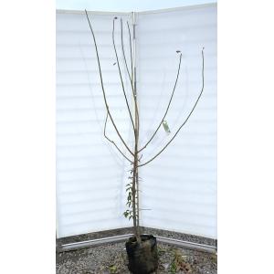 種苗登録梅の木 露茜 約1.8m 現品発送 特大株 つゆあかね梅 苗木 大苗