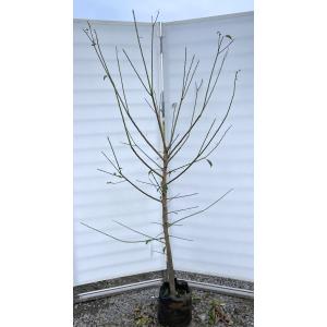 種苗登録梅の木 露茜 約2.1m 現品発送 特大株 つゆあかね梅 苗木 大苗