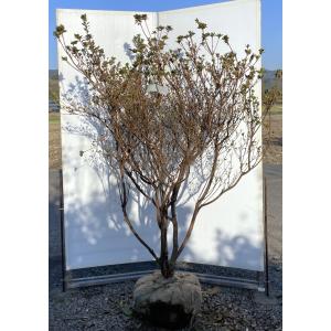 ヤシの木 トウシュロ 約120cm 現品発送 特大株 植木苗木 寒耐性 唐棕梠