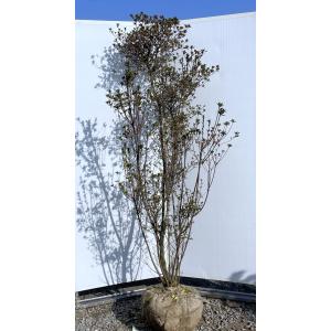 紅羽衣モミジ 株立ち 約1.5m 現品発送 ベニハゴロモ紅葉 特大株 植木