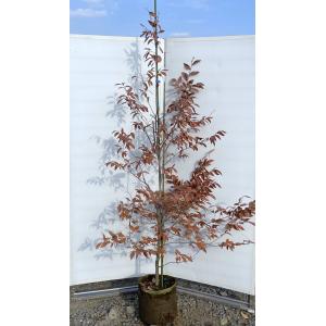 ヤマコウバシ 約2.2m 超特大株 大苗植木苗木 規格販売 お買い得な