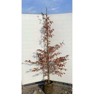 ヤマコウバシ 約2.2m 超特大株 大苗植木苗木 規格販売 お買い得な