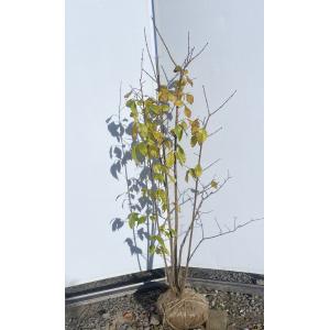 香る花木 『 満月蝋梅 （ マンゲツロウバイ ） 』 5号鉢植え