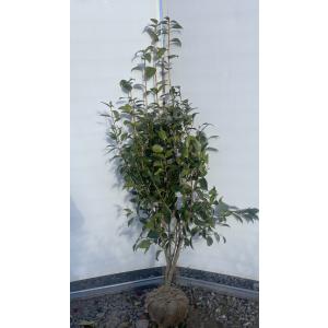 ヤシの木 トウシュロ 約1.4m 現品発送 特大株 植木苗木 寒耐性 唐棕梠