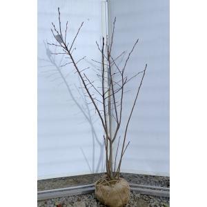 ジューンベリー 株立ち 約2.2m 一点物 現品発送 特大株 植木苗木