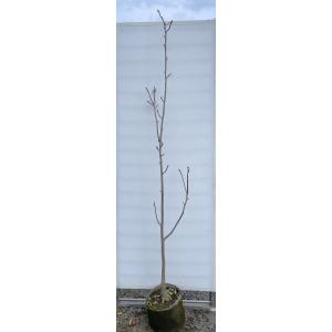 白モクレン 約1.9m 現品発送 特大植木苗木 白木蓮 ハクモクレン 白蓮