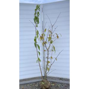 満月蝋梅 満月ロウバイ 株立ち 約2m 現品発送 特大株 植木苗木大苗 冬