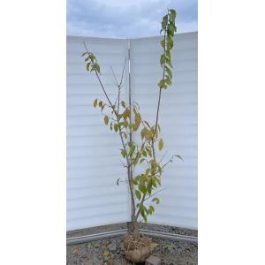 満月ロウバイ 株立ち 約2m 現品発送 超特大株 植木苗木大苗 満月蝋梅