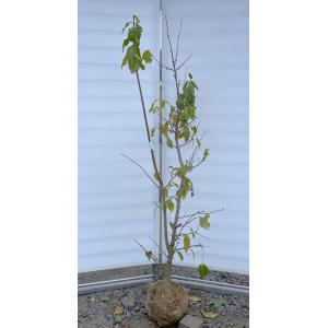 満月ロウバイ 株立ち 約1.8m 現品発送 超特大株 植木苗木大苗 満月