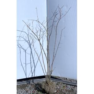 花芽付き ） 満月蝋梅 マンゲツロウバイ 5号鉢植え 接ぎ木苗 贈答