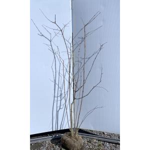 ロウバイ 株立ち 約2m 蝋梅 特大株 植木苗木 冬に咲く花 お買い得な