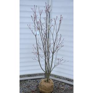 ミツバツツジ（三葉躑躅）/株立ち【現品発送】管理70604 ミツバツツジ（三葉躑躅）/株立ち【現品発送】管理70604