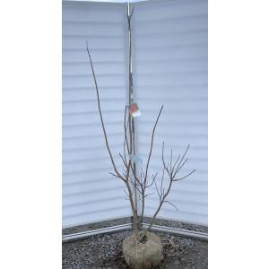 紫葉スモークツリー ロイヤルパープル 約2.1m 現品発送 超特大株 植木