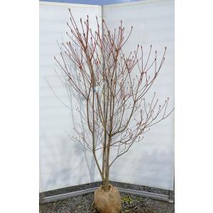 ヒメシャラ 9本株立ち 約2.5m 現品発送 一点物 豪華株 シャラノキ 夏