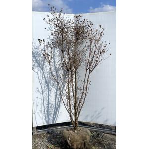 南高梅の木 約2.5m 現品発送 超特大株 植木苗木大苗 大実梅 花も
