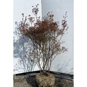 本霧島ツツジ 約1.6m 現品発送 豪華株 特大株 植木 苗木 大苗