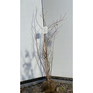 大株 ブルーベリー パウダーブルー 1.2m 根巻き : 吉瀬園芸 - 通販