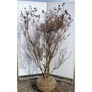 ヤシの木 トウシュロ 約1.4m 現品発送 特大株 植木苗木 寒耐性 唐棕梠