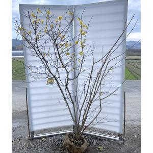 満月ロウバイ 株立ち 約1.8m 現品発送 超特大株 植木苗木大苗 満月