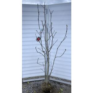 白モクレン 約1.7m 規格販売品 特大株 植木 苗木 大苗 白木蓮
