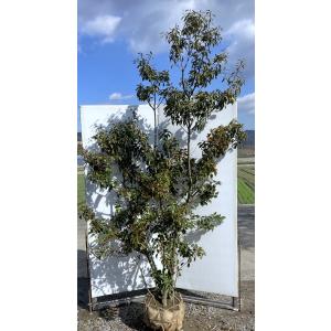 庭木：ソヨゴ そよご（株立ち）（雌株）* 樹高：約150cm 全高：約