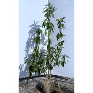カクレミノ 株立ち 約1.5m 現品発送 特大株 植木苗木大苗 隠れ蓑 隠蓑