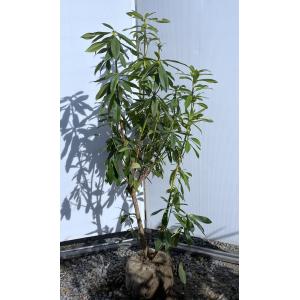 鉢植えミモザの木 オールリーフワトル 約1.5m 現品発送 超特大株 植木