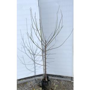 南高梅　成木　樹齢8年 南高梅の木 約2m 規格販売品 特大株 大苗 植木 苗木 大実梅 花も