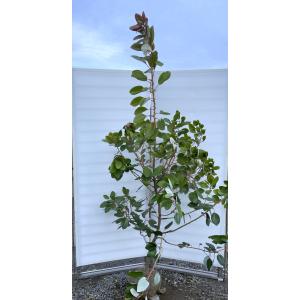 ロドレイアの木 約1.3m 現品販売 特大株 植木苗木 シャクナゲモドキ