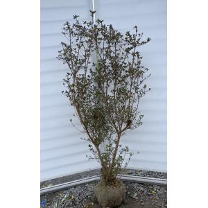マユミ 株立ち 約1.8m 現品発送 特大株 植木 苗木 大苗 ピンクの