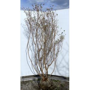 ポップブッシュ プルプレア 約2m 現品発送 特大苗木 植木 常緑樹