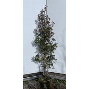 姫シャリンバイ 約1.5m 特大株 植木苗木 大苗 規格販売 お買い得な