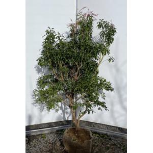 アセビ スプリングベル 株立ち 約1.3m 現品発送 特大株 植木苗木大苗
