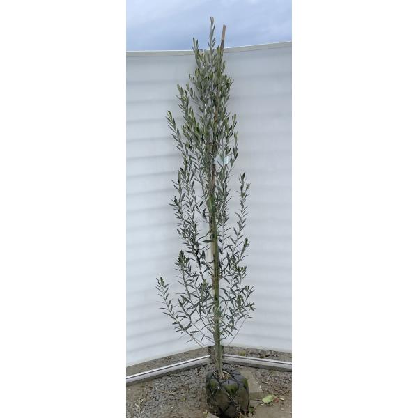オリーブの木　シプレッシーノ　約2.1m　現品発送　特大植木苗木　チプレッシーノ　常緑樹　送料無料