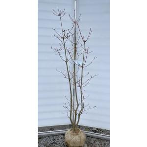 ミツバツツジ 株立ち 約1.9m 現品発送 豪華株 特大株 大苗植木苗木